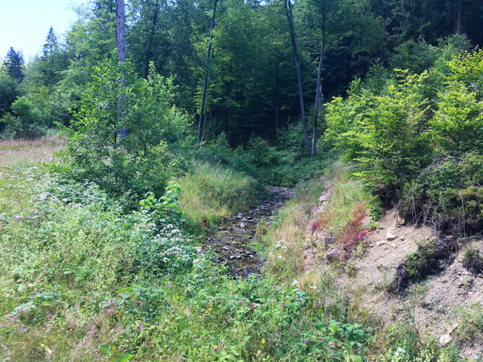 bach natur ferie hahnenklee grane