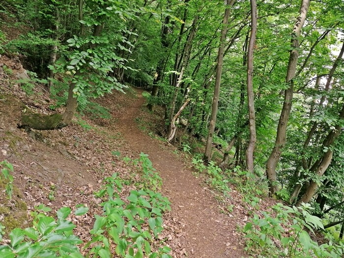 bad sachsa trails harz grosser knollen