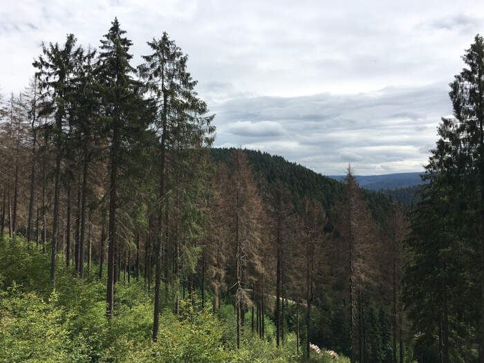 view clausthal altenau forest harz