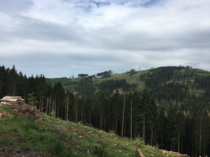harz lerbach view forest