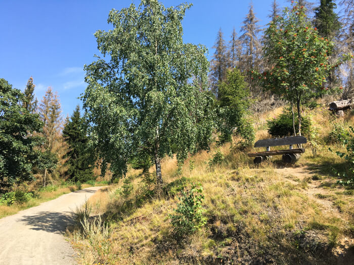 skov braunlage bank harzen mountainbike