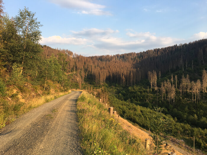 skovsti torfhaus altenau skov sommer