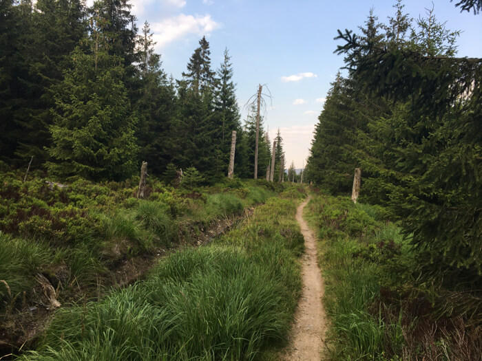 single trail torfhaus trail skov