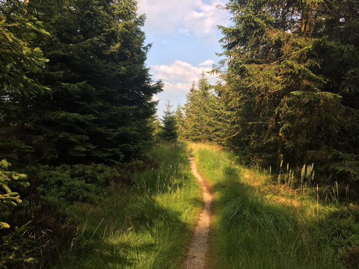 Harz Trail Singletrail altenau torfhaus